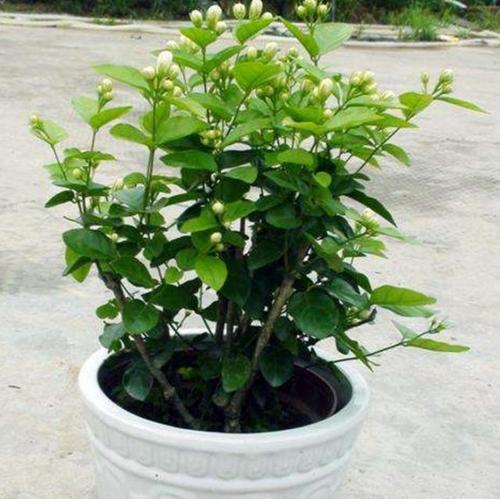 茉莉花盆栽浇水周期详解（掌握浇水规律，让茉莉花健康成长）