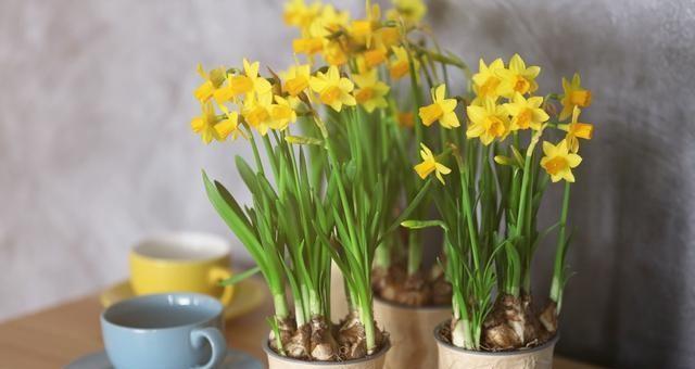 水仙花开花时间与养护技巧（揭开水仙花开花之谜，让你轻松掌握水仙花养护技巧）