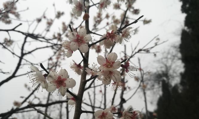 乌梅花的品种、特点和栽培方法（探究乌梅花的多样品种及其养护技巧）