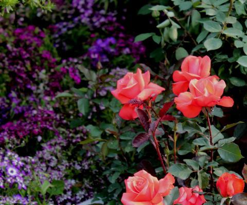 赏花之旅——探寻最美月季花品种（品味美好时光，领略绚丽花海）