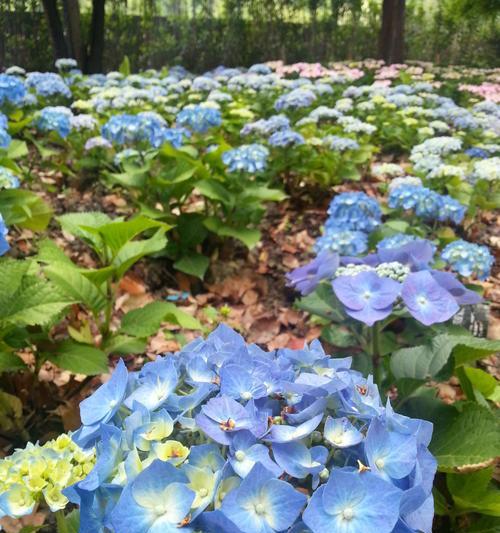 八仙花的花期及生长习性（探寻八仙花的生长规律）