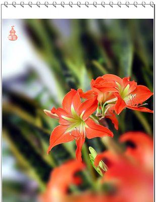 鹤顶红花的养护与种植（从萌芽到开花，打造一盆健康美丽的鹤顶红花）