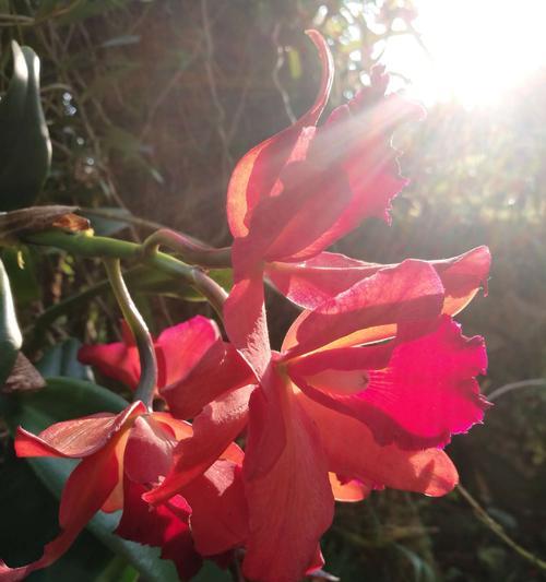 鹤顶红花的养护与种植（从萌芽到开花，打造一盆健康美丽的鹤顶红花）