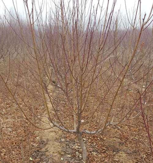 桃树种植方法详解（从选址到养护全方位指导，让你轻松种出健康的桃树）