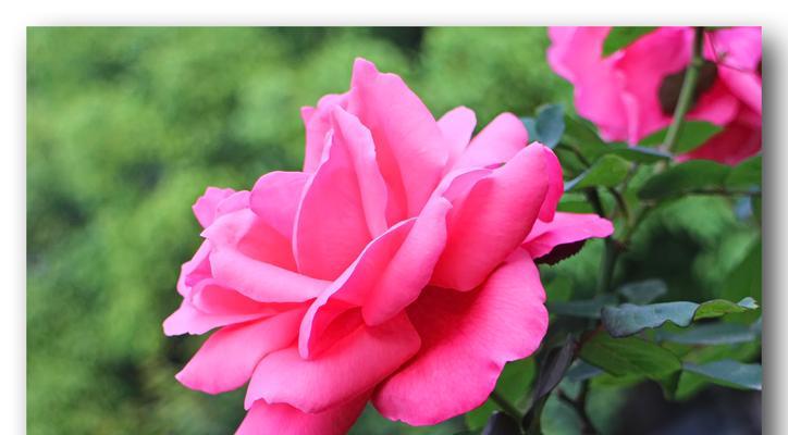 最美大花月季品种推荐（盛放绚烂的玫瑰花海，让你爱上花的美）