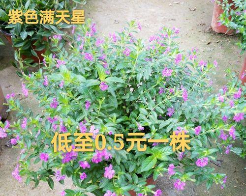 如何成功养殖萼距花？（全面了解萼距花的养殖技巧与方法）