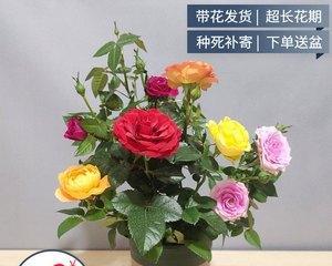 盆栽玫瑰花的种植与养护技巧（打造居家优美花园，玫瑰花成为焦点）