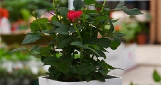 盆栽玫瑰花的种植与养护技巧（打造居家优美花园，玫瑰花成为焦点）