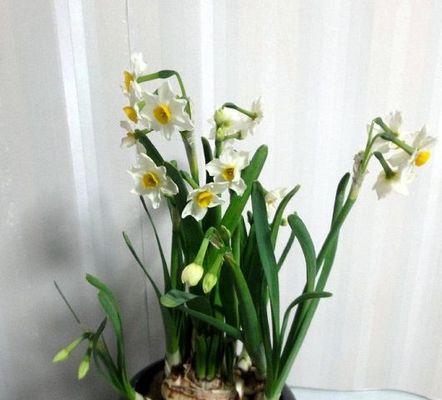 如何成功养殖水仙花（水仙花养殖方法，让你轻松打造温馨花园）