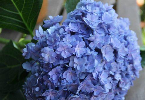 蓝色绣球花的传说与花语（探究蓝色绣球花的历史、文化、传说和花语）
