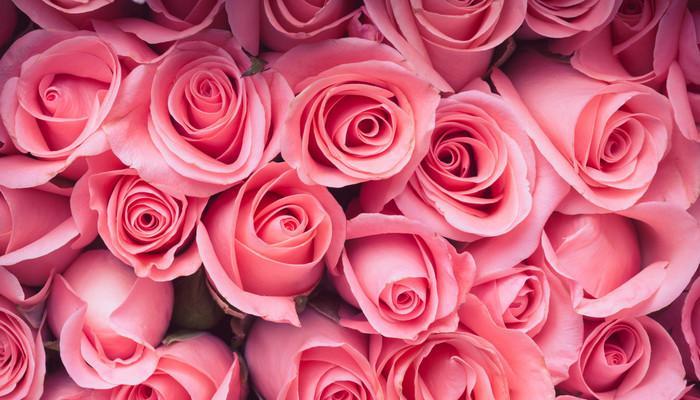 探秘粉色玫瑰的花语与寓意（解读粉色玫瑰在不同文化中的象征意义与传说）