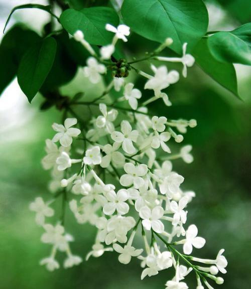 丁香花的花语与象征意义（妩媚、忠贞、坚强——解读丁香花的三重象征）