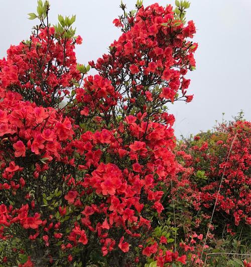 杜鹃花的花语与寓意（了解这朵美丽的花卉的代表意义）