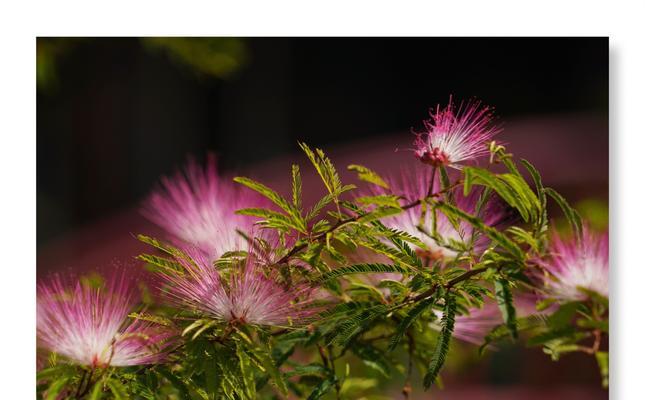 合欢花的传说与花语（香烟散尽，相思依旧——合欢花的传说与花语）