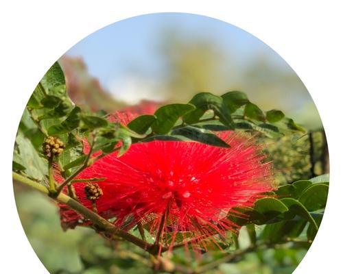 合欢花的传说与花语（香烟散尽，相思依旧——合欢花的传说与花语）