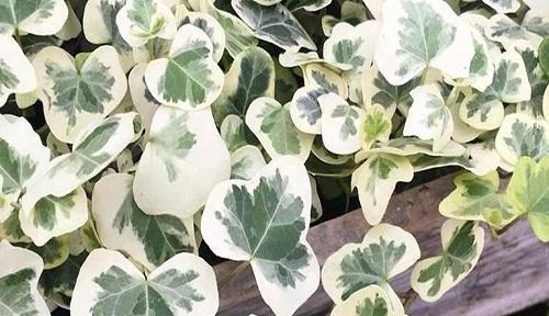 常春藤的花语与寓意（寓意深远的常春藤，传达着无穷的情感）