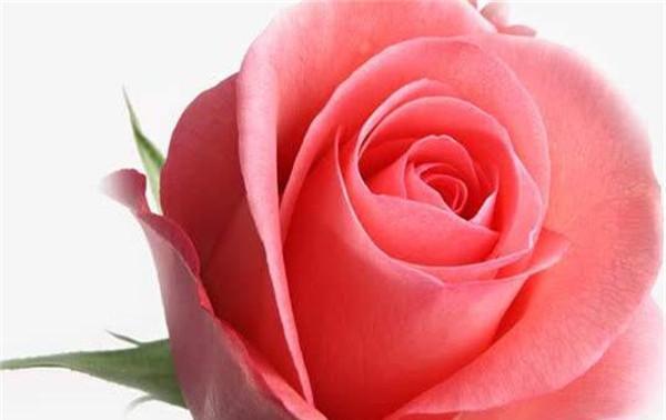 五朵玫瑰花的含义（探秘玫瑰花的象征意义，让你送花更有深意）