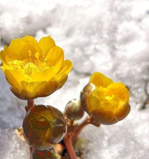 贝壳花的花语及含义（探寻贝壳花的神秘世界）