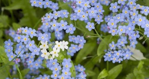 贝壳花的花语及含义（探寻贝壳花的神秘世界）