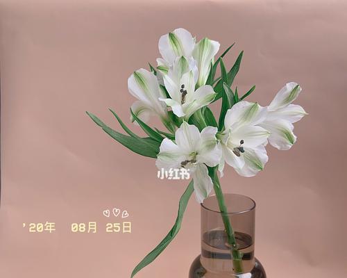 水百合的花语（探寻水百合在不同文化中的意义）