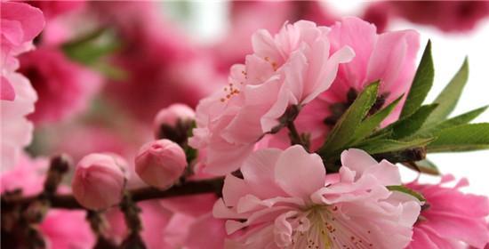 探究桃花的花语意义（桃花的美丽和神秘）