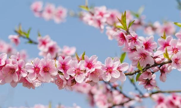 探究桃花的花语意义（桃花的美丽和神秘）