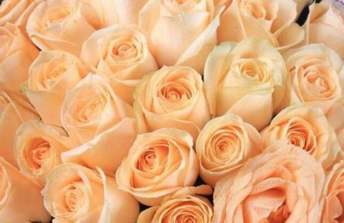 21朵玫瑰花语的含义（解读21朵玫瑰花语，送出最恰当的祝福）