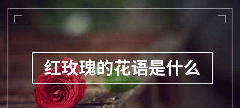红玫瑰花语与传说（缘起传说与花语解读，感人故事与文学典故）