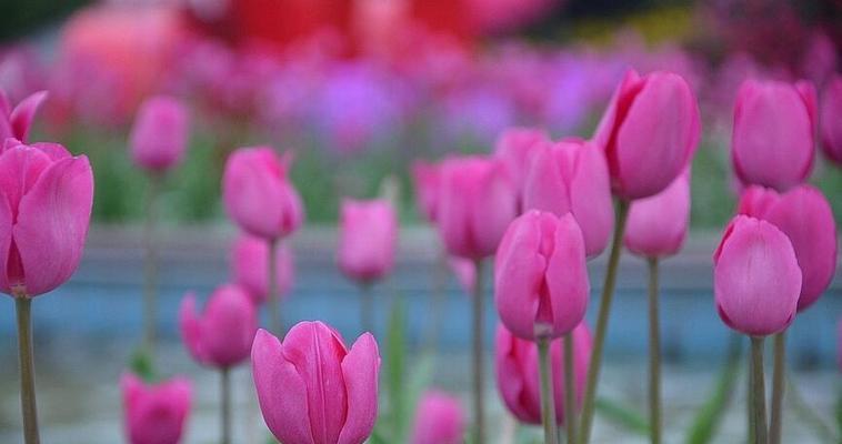 郁金香花语与寓意（探寻郁金香的八种花语和隐藏在其中的寓意）