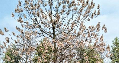 泡桐花的花语与寓意（浪漫花海中的芳香娇艳）