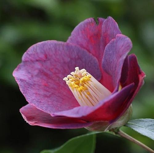 山茶花花语（探究山茶花的文化内涵与神秘符号）