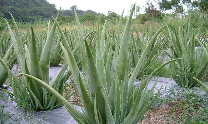 多年生草本植物的代表意义（探究多年生草本植物在生态系统中的作用）