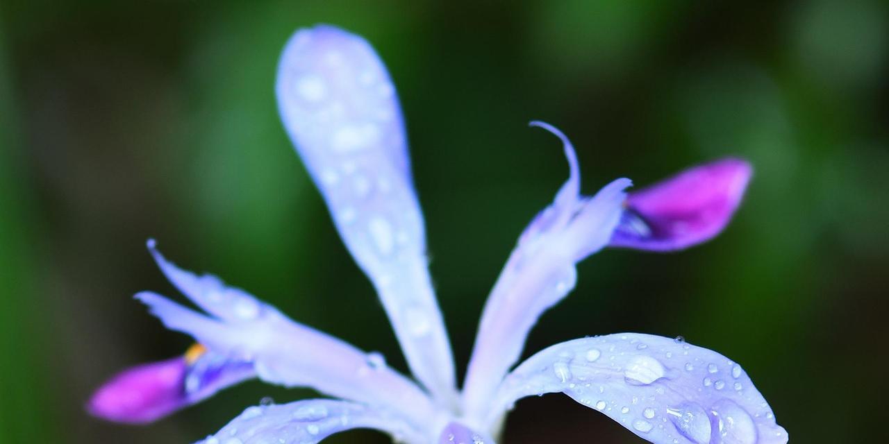 茑尾花的花语（解读茑尾花的美丽寓意）