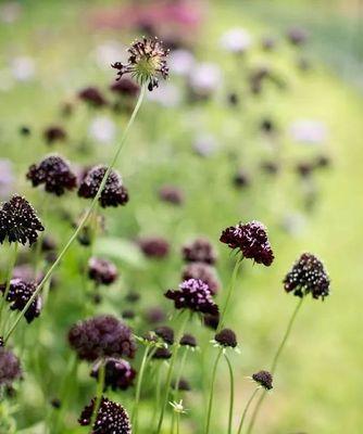 松虫草花语与意义（探寻松虫草的文化价值）