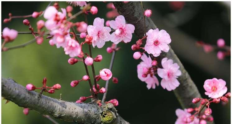 探秘美人梅花语（揭开梅花语背后的含义）
