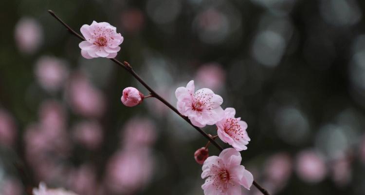 探秘美人梅花语（揭开梅花语背后的含义）