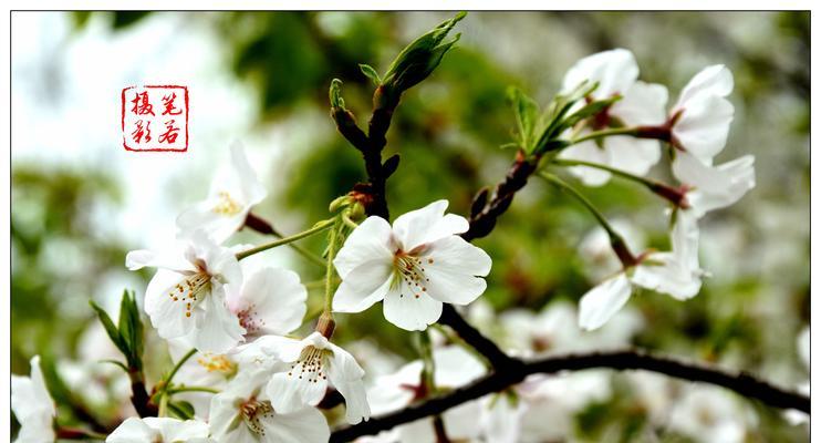 玛格烈菊花语（探索花语世界，品读花开时节的情感）