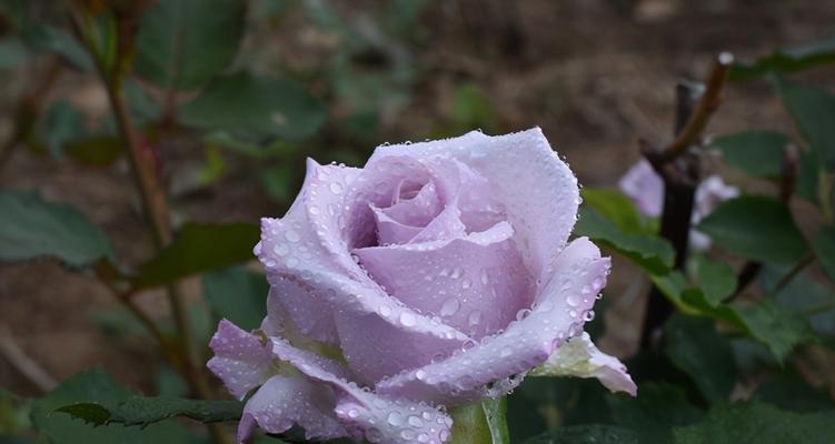 紫玫瑰的花语（解读紫玫瑰的情感语言）