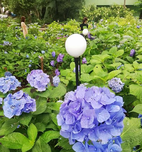 紫阳花花语是背叛吗？——揭开花朵的真实含义