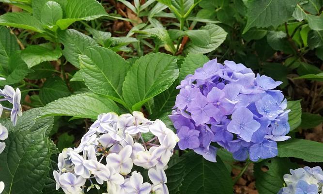 紫阳花花语是背叛吗？——揭开花朵的真实含义