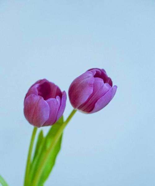 紫色郁金香花语和寓意（探秘紫色郁金香的神秘力量）