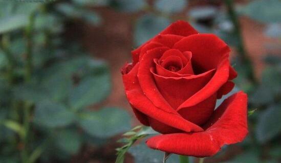 探究玫瑰花的花语和象征的寓意（爱情、美丽、纯洁、激情、感恩、勇敢、友谊、祝福）