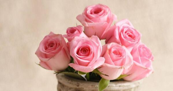 探究玫瑰花的花语和象征的寓意（爱情、美丽、纯洁、激情、感恩、勇敢、友谊、祝福）