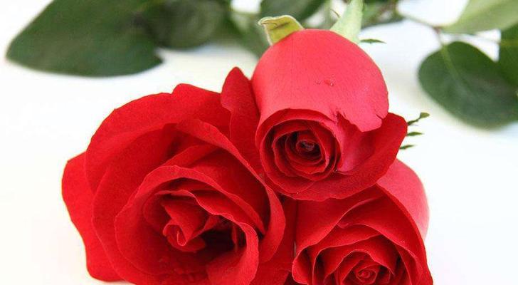 传递爱意——19支红玫瑰的花语（祈愿永恒，表达热情，珍爱爱情）