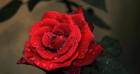 传递爱意——19支红玫瑰的花语（祈愿永恒，表达热情，珍爱爱情）