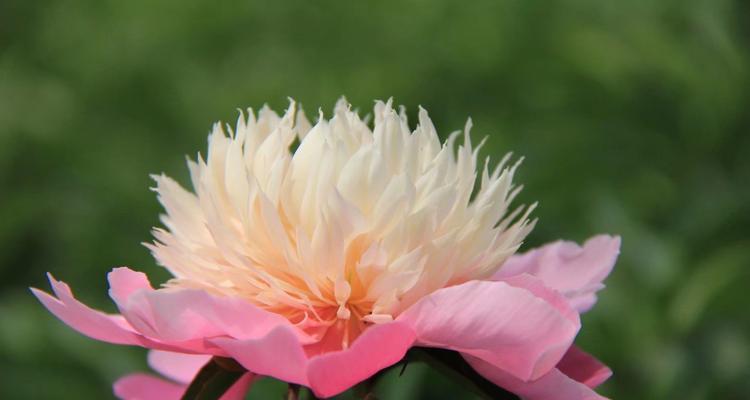 芍药花的花语和象征意义（探究芍药花的文化内涵）