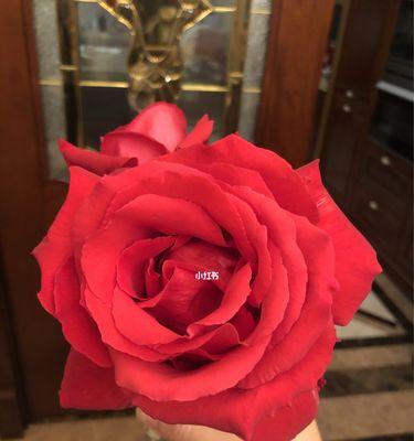 11朵玫瑰花的代表意义（探究鲜花语言的深层含义）