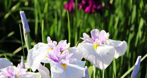 菖蒲——文化传承的芳香（探寻菖蒲的花语和象征意义）