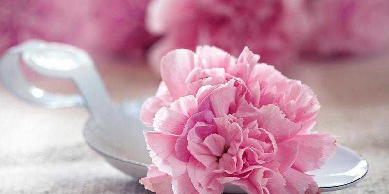 粉色康乃馨的花语和寓意（深入了解这朵优雅的花的涵义）