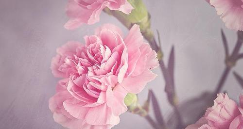 粉色康乃馨的花语和寓意（深入了解这朵优雅的花的涵义）